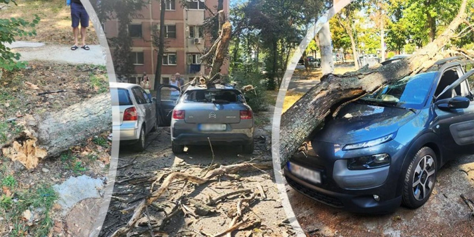 Tragedija izbegnuta "za dlaku"! Drvo palo na automobil, vozač nepovređen (FOTO)