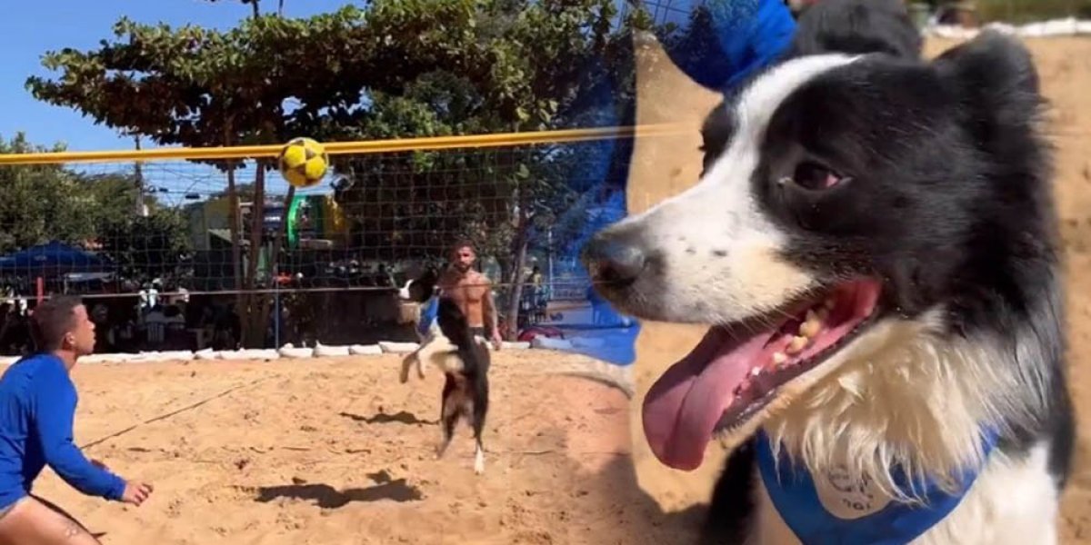 Neki psi samo jure loptu, a Floki igra odbojku! Glavni je na plaži Rija, ljudi u šoku zbog onoga što vide (VIDEO)