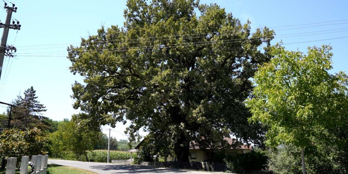 Na ovom mestu sastajali su se Vuk Karadžić i Ruža Todorova! Jedan svedok njihove ljubavi još je tu!