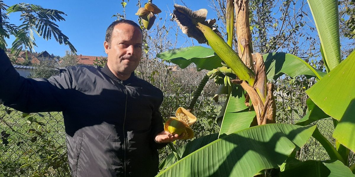 Sve je moguće! U prestonici grožđa i vina rađaju i banane! Evo kako da i vama rode!