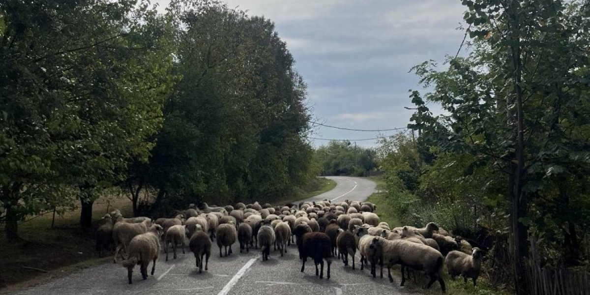 (VIDEO) Totalna blokada! Neobična scena na putu Loznica '- Tršić!