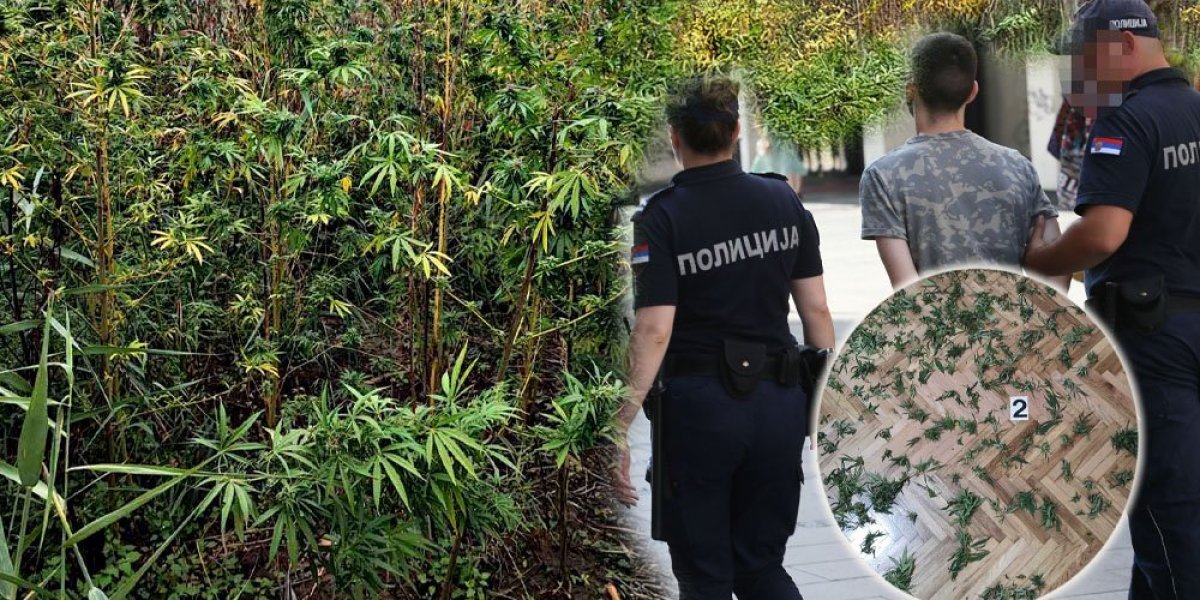 Uzgajao i prodavao marihuanu: Štekovao u kući 320 grama "trave" i još ponešto