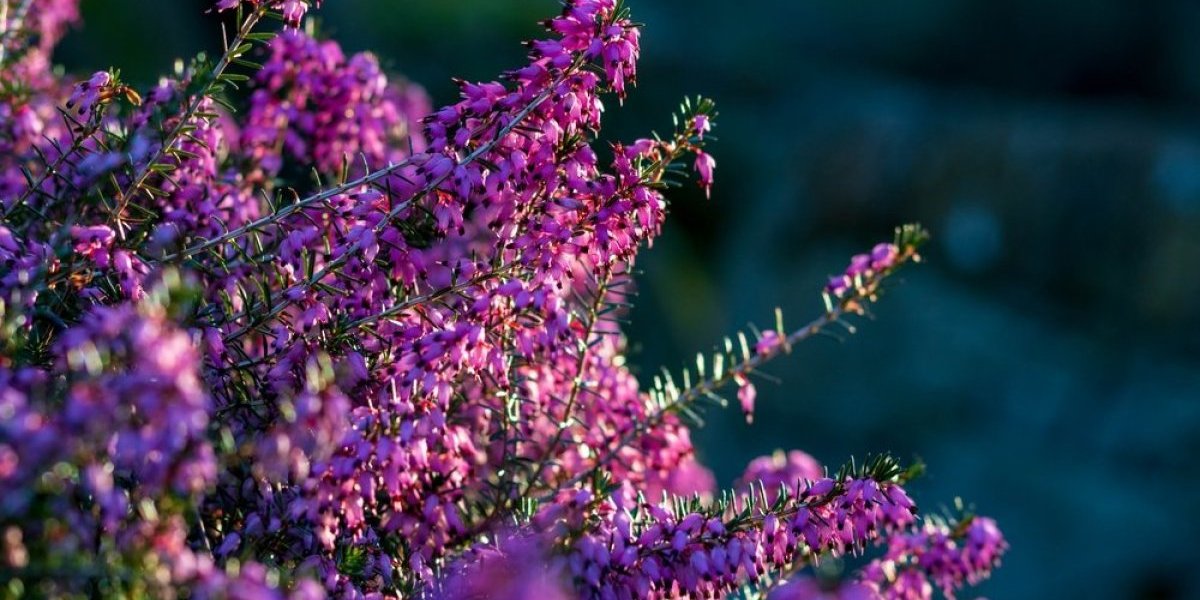Ova biljka cveta čak i zimi: Neka vaša terasa bude puna cveća i u decembru (FOTO)