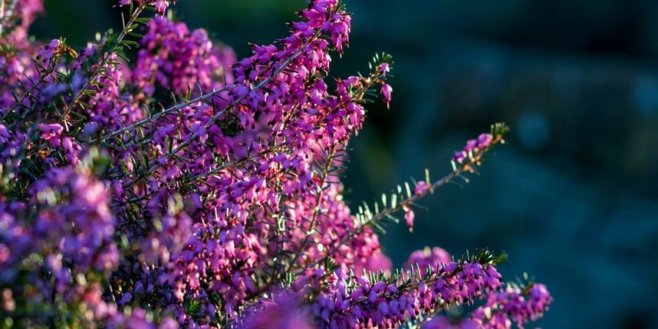 Ova biljka cveta čak i zimi: Neka vaša terasa bude puna cveća i u decembru (FOTO)