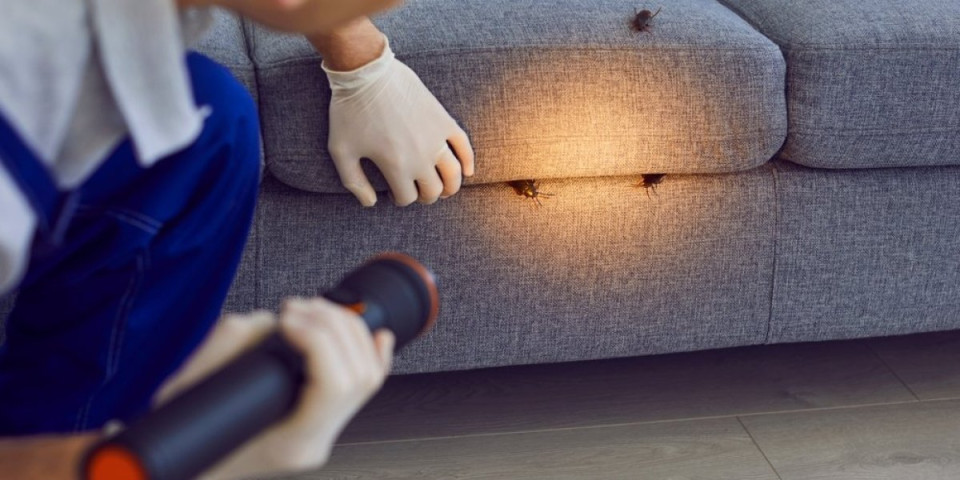 Bube nestaju za 24 sata: Ova biljka ispod 50 dinara provereno ih eliminiše