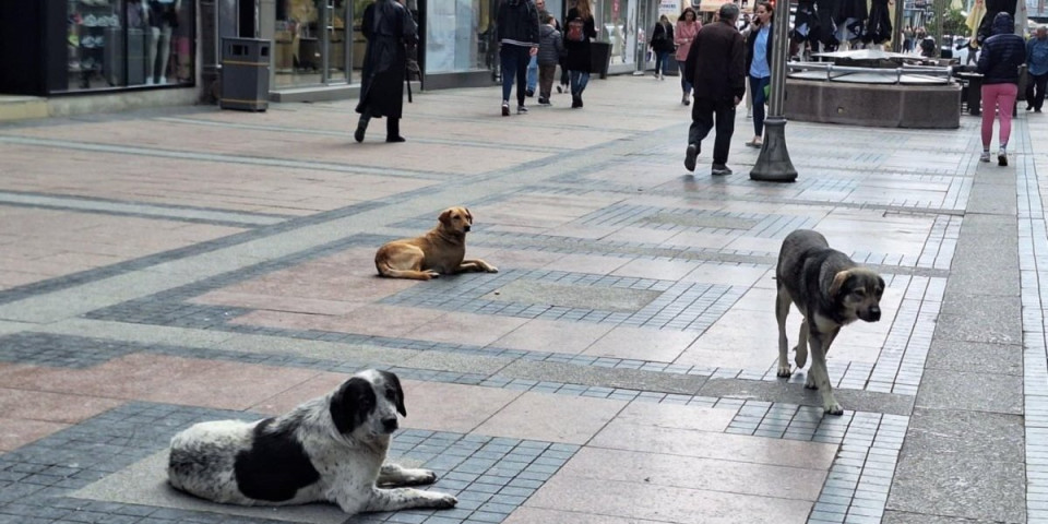 Evo kako će Niš rešiti problem pasa lutalica!