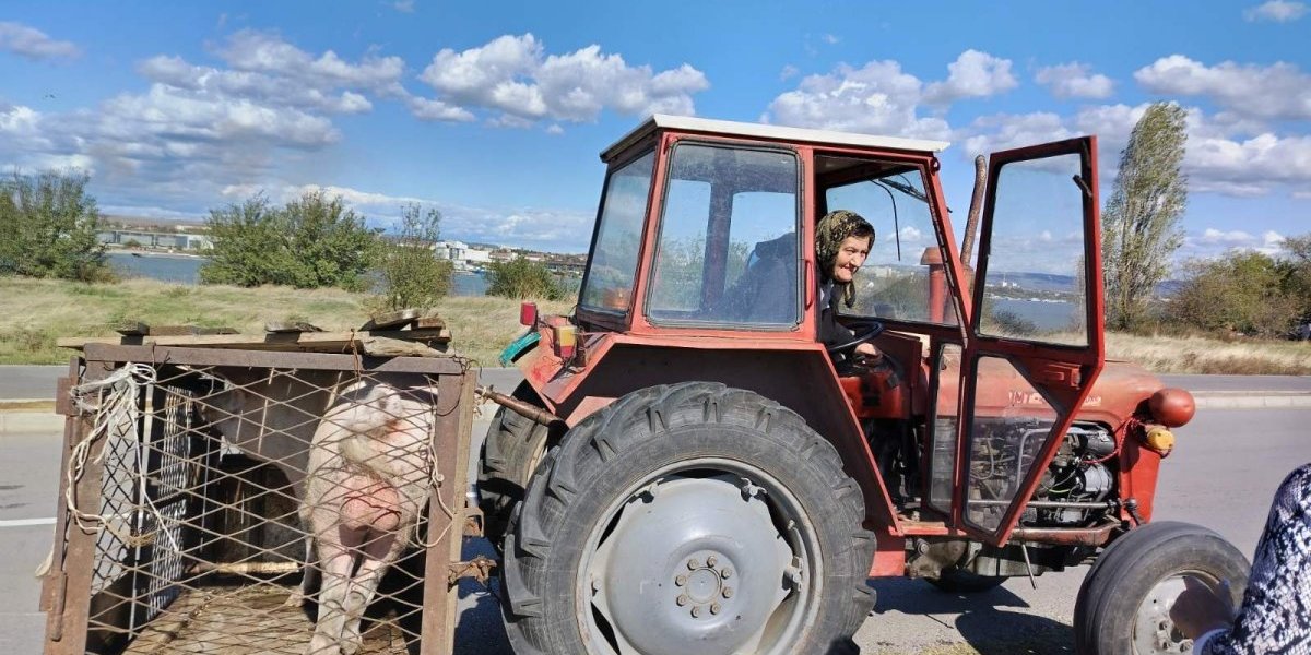 (VIDEO) Budimka tera traktor sa 76! I kroz selo i kroz grad!