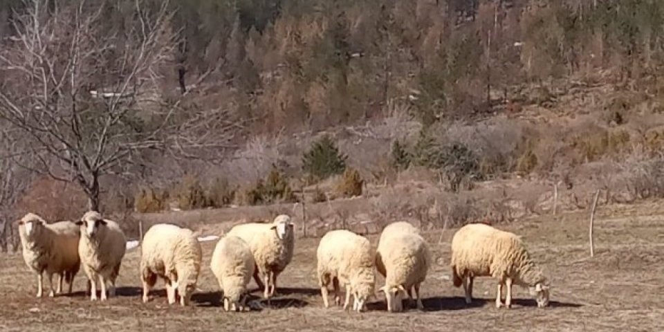 Poranilo proleće! Evo još jednog dokaza, po njemu se vidi kakva nas godina očekuje