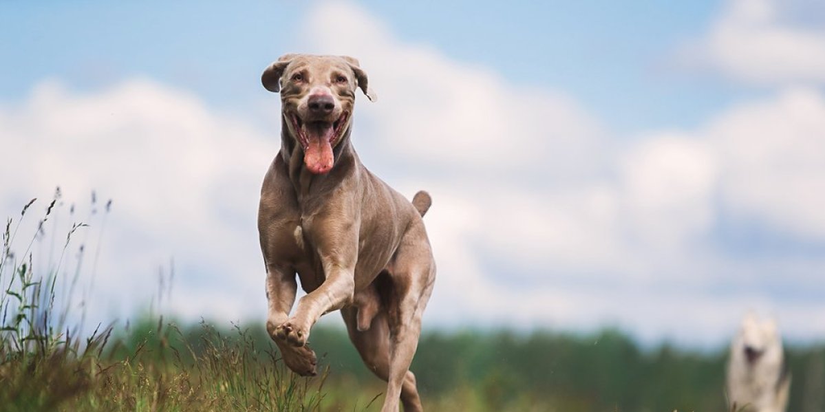 3 rase pasa koja su opasnost za malu decu! Smatraju ih plenom i bukom, nikako ih ne uzimajte