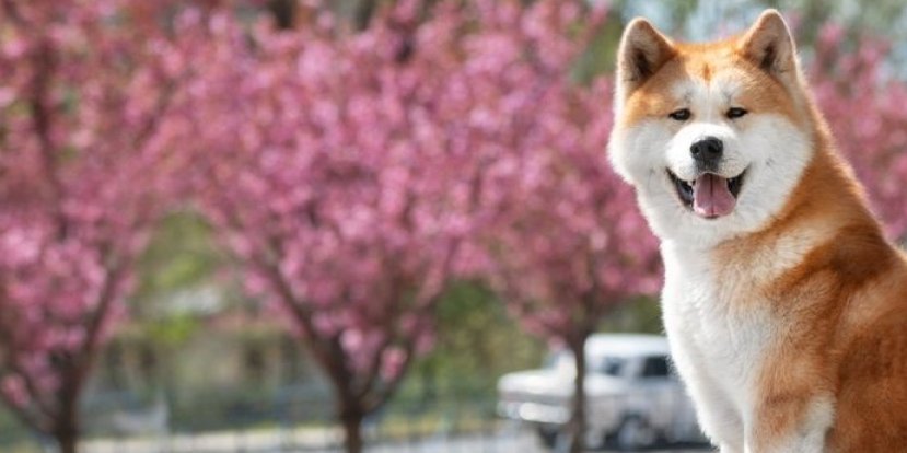 3 rase pasa mogu biti opasne za mališane! Nikako ih ne kupujte ako imate decu (FOTO)