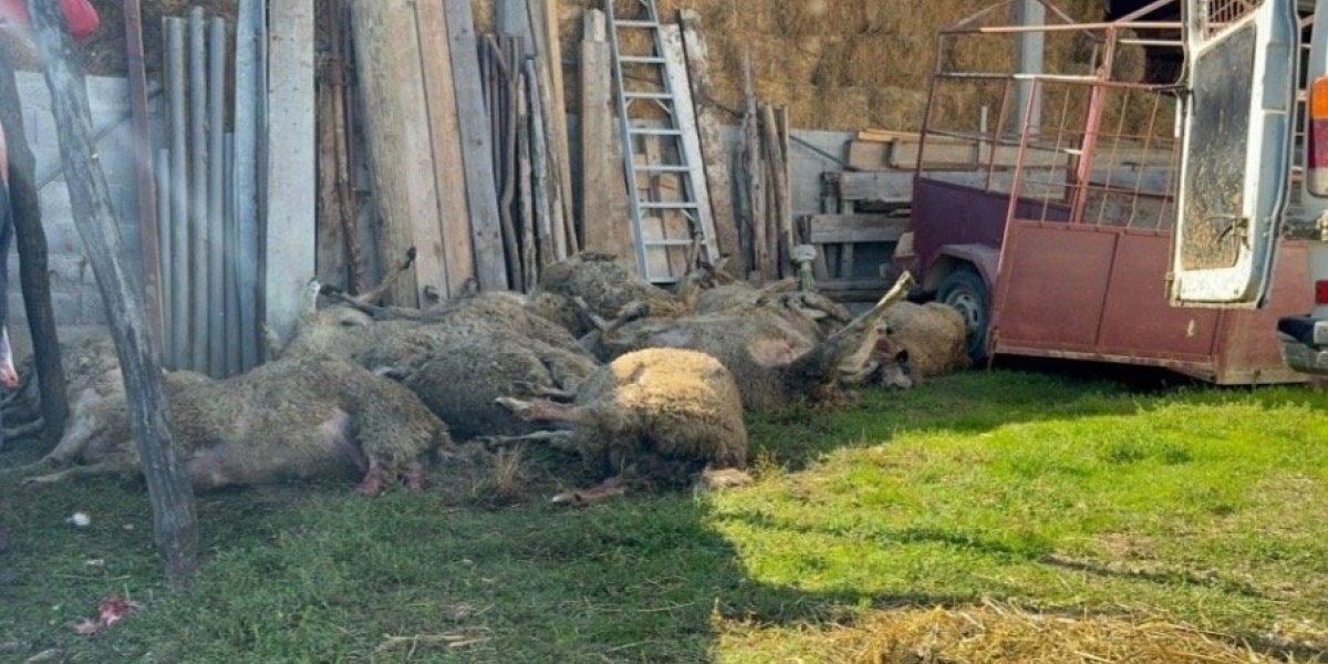 U Prijepolju pokolj: Ljudi, ne smeju da izađu ni u dvorište od njih