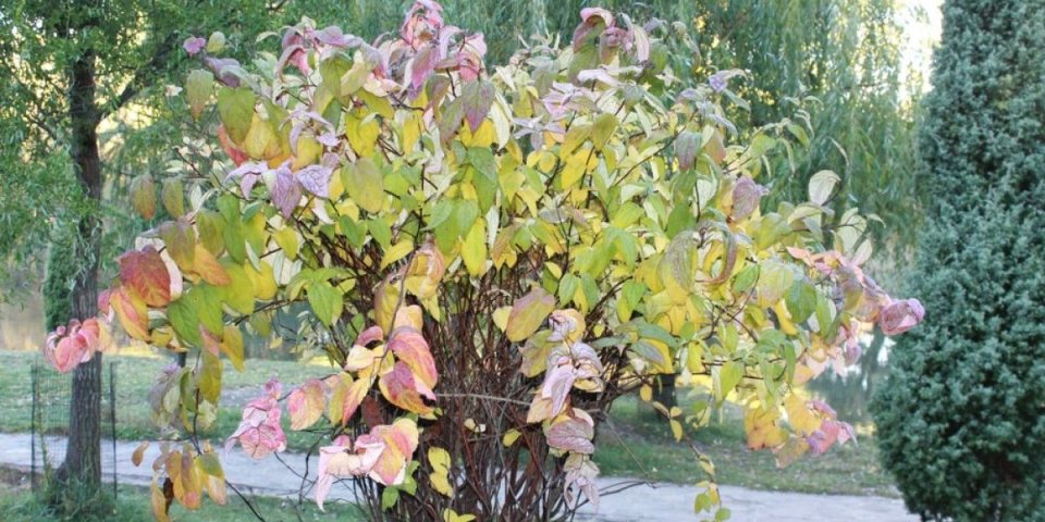 Čudna pojava u Nišu ovih dana: Sve je počelo od doktorke Bobe