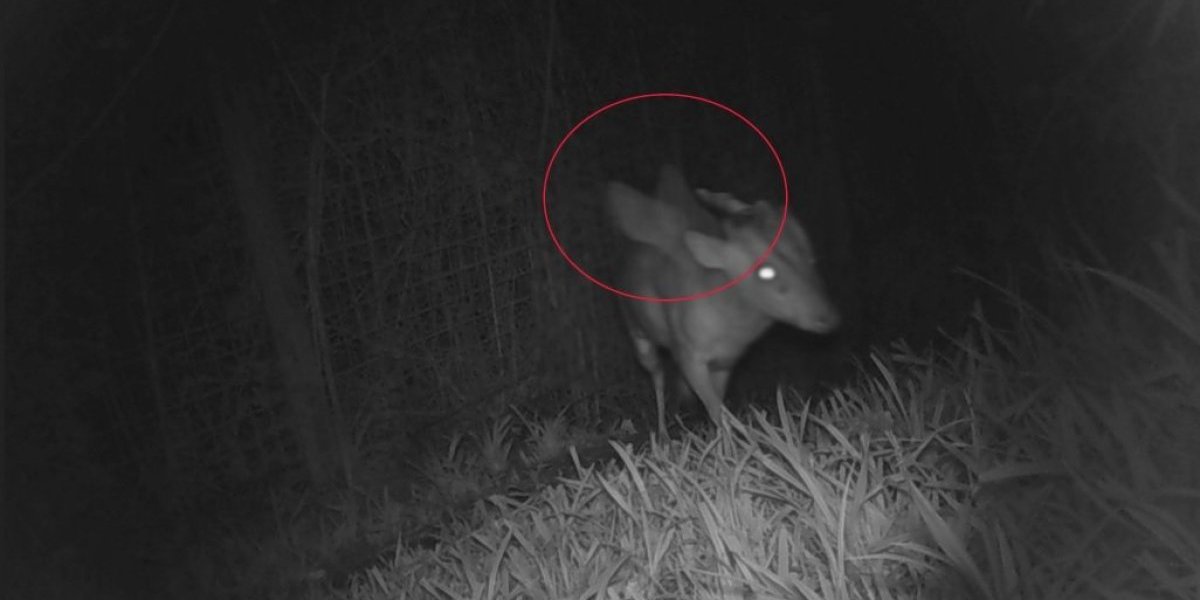 Ljudi, šta je ovo?! Noćna kamera snimila rogatu i krilatu životinju! I zoolozi u šoku, nemaju pojma šta je to!