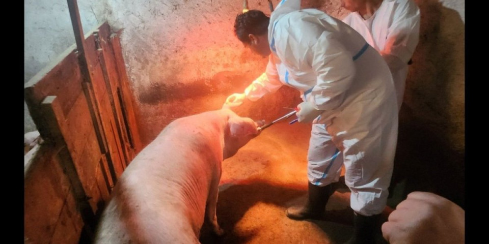 Ako planirate svinjokolj, ovo treba da znate! Zbog afričke svinjske kuge, pooštrene mere