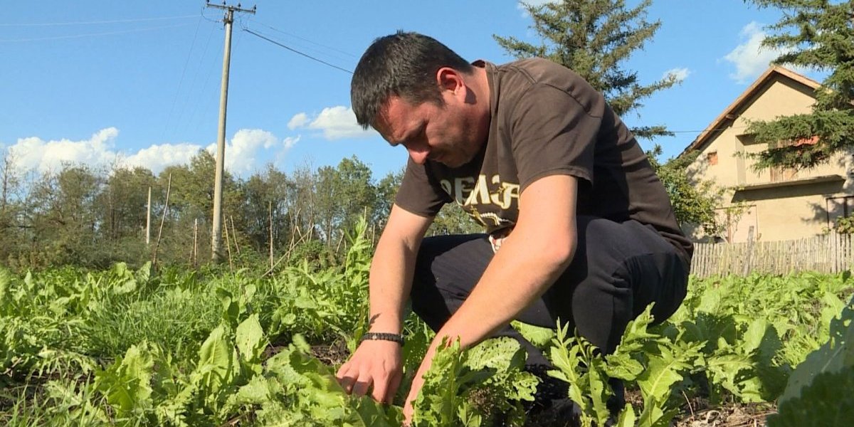 "Slatka je zarada i kad plačemo"! Porodica Bošković iz Mačve zarađuje cele godine od ovog posla