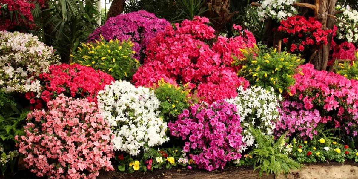 4 najlepša žbuna koja uspevaju u hladovini! Raskošnim cvetovima ulepšaće dvorište, a lako se održavaju