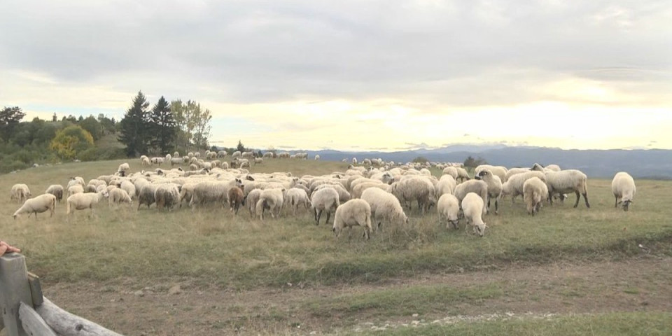 Panika na jugu Srbije: Ovce naprasno klonu i uginu