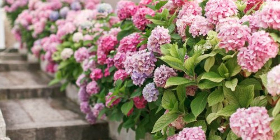 Promeniti boju hortenzija uz ovaj čaroban trik: Sve zavisi od jedne stvari u zemljištu