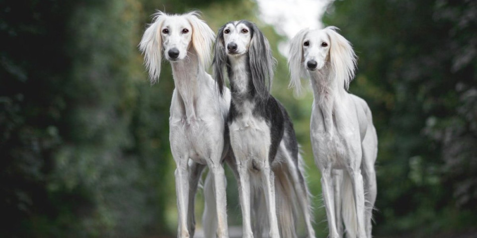 Psi koji su možda bili na Nojevoj barci: Najstarije rase koje vekovima vladaju ljudskim srcima