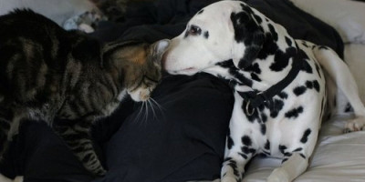 Vlasnica dalmatinca Rivera i mačka Samita objavila  je snimak neobičnog prijateljstva svojih ljubimaca.