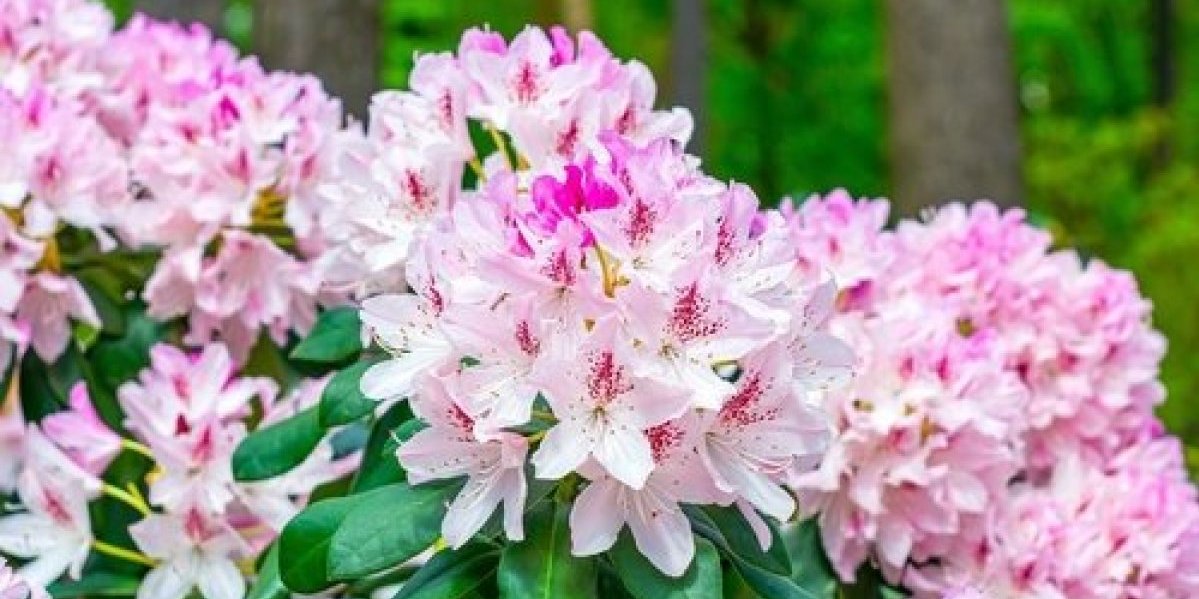 Prelepi cvet koji se sadi u septembru: Raskošnim cvetovima krasiće terasu tokom jeseni i zime