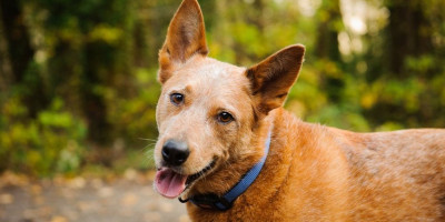 Snimak psa koji je odrastao sa mačkama i ponaša se tako je osvojio internet.
