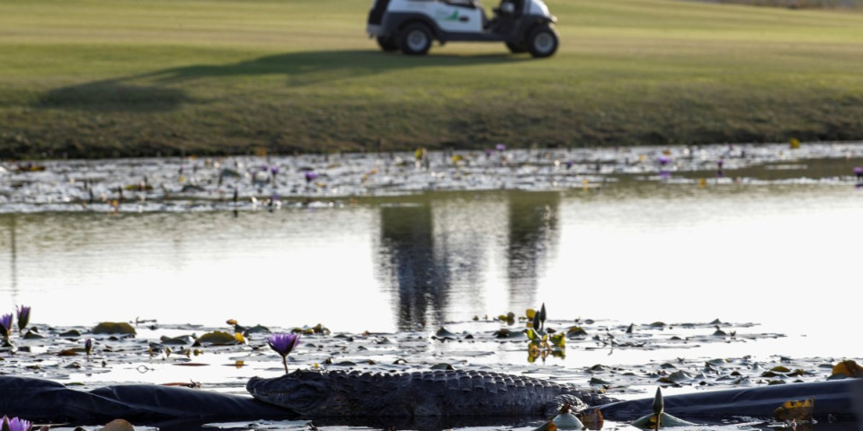 Šokantne scene sa Floride! Aligator prekinuo golferski spektakl (FOTO)