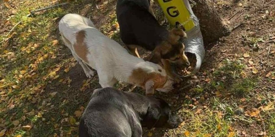 Užas: Otrovani psi završili u reci