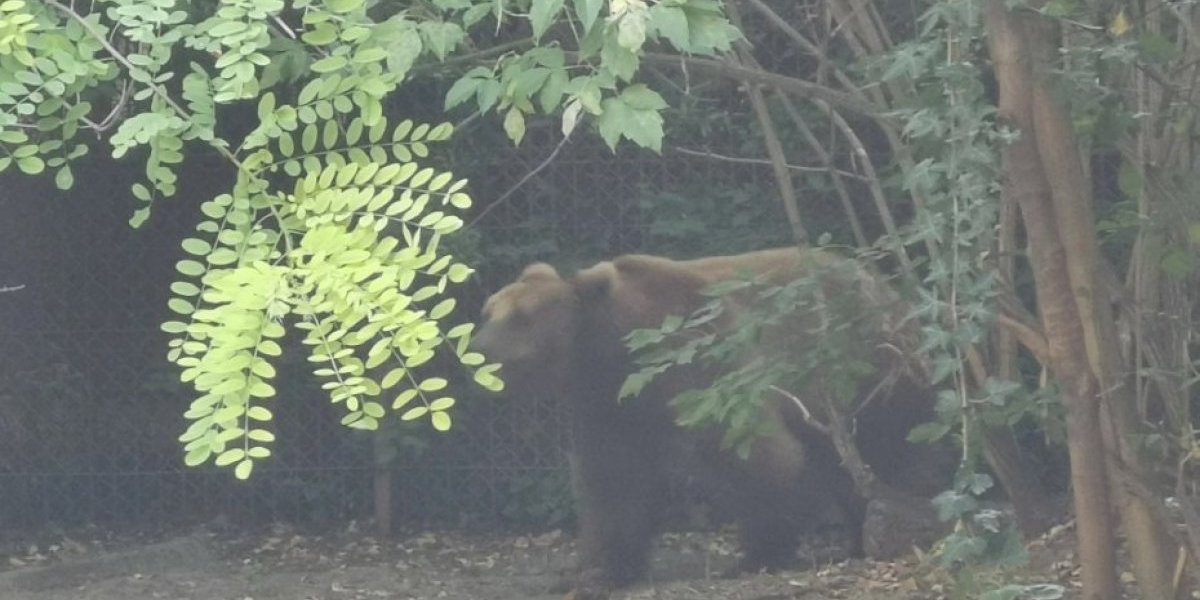 Medved uočen van staništa: Građanima se savetuje da budu oprezni