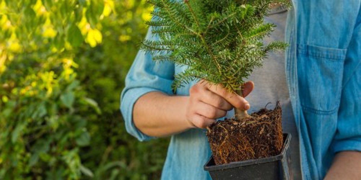 Kako da izaberete jelku sa busenom? Evo na šta treba obratiti pažnju da bi trajala što duže