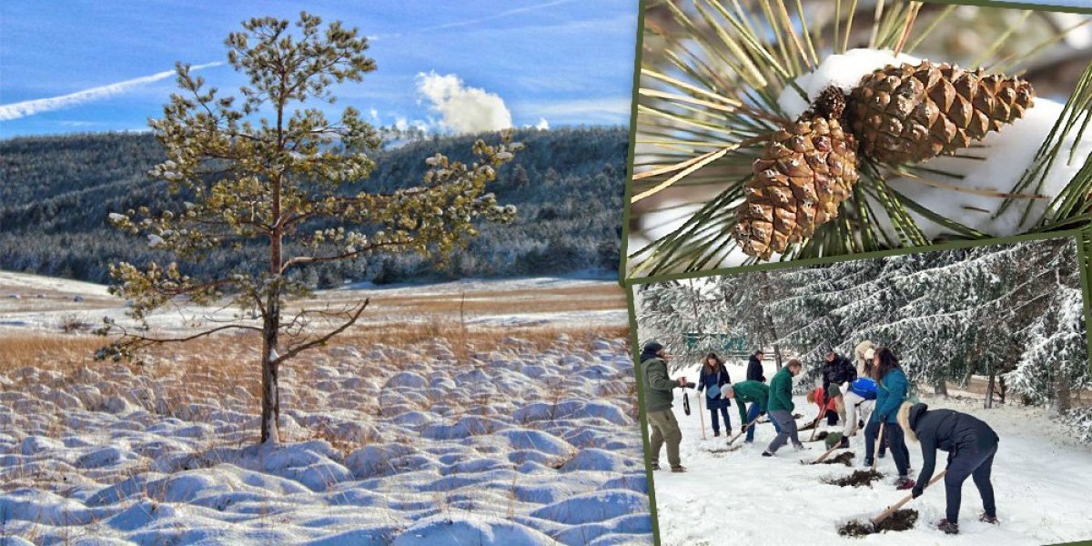 Kako je nestao poslednji primerak četinara po kome je Zlatibor dobio ime? Dobri ljudi imaju dobru ideju