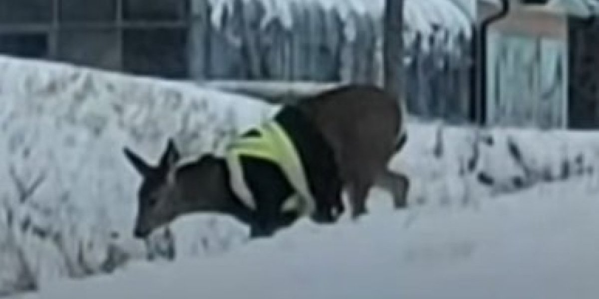 (VIDEO) Kakvim ludacima ovo pada na pamet! Obučene u radne jakne, divlje životinje lutaju pored puteva!