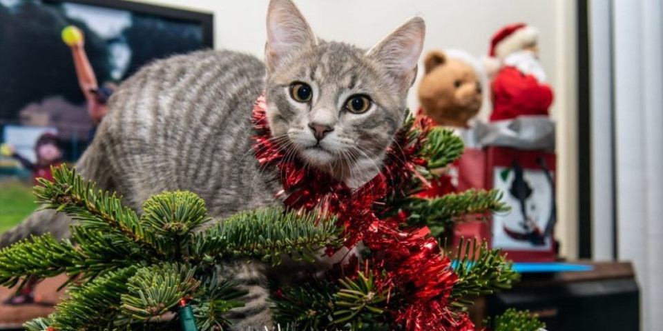 Mrzovoljni mačak protiv novogodišnjeg duha: Njegova reakcija na kapicu nasmejala je sve (VIDEO)