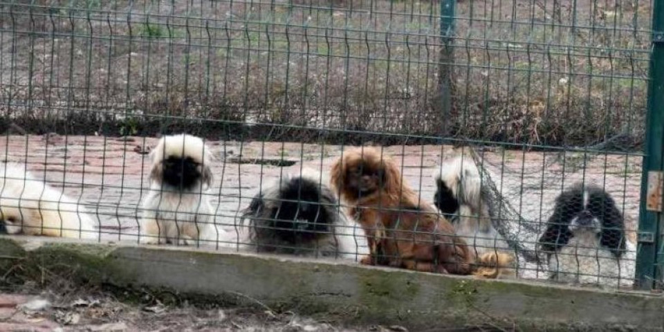 Uhapšen direktor javnog preduzeća i inspektor: Životinje umirale u užasnim uslovima, a oni uzimali novac za sebe