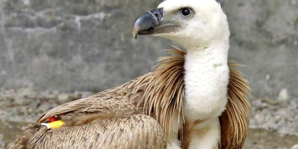 Čudo nad Brezovicom: Ovako se povređeni gospodar neba ponovo našao među oblacima