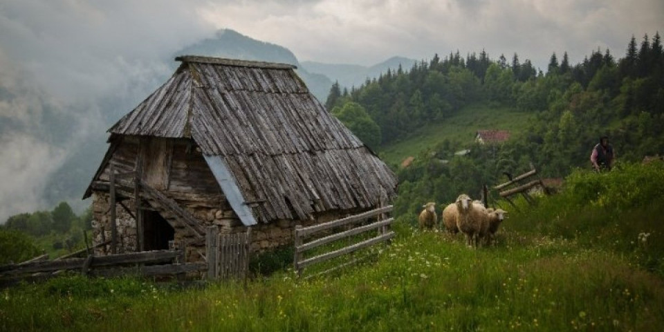 Šok na Tari, otkriveni tragovi zveri! Stanko je fotografišući prirodu nalateo na nešto zastrašujuće!