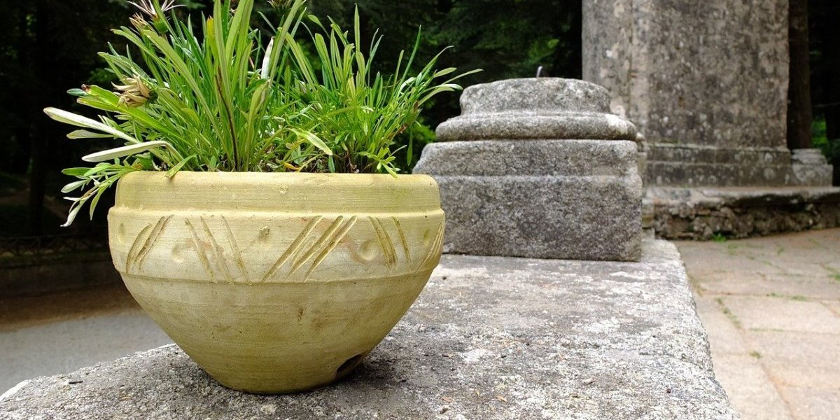 Srbi odlepili za ovom biljkom: Masovno je drže u stanu, a koriste je i kao začin i kao lek