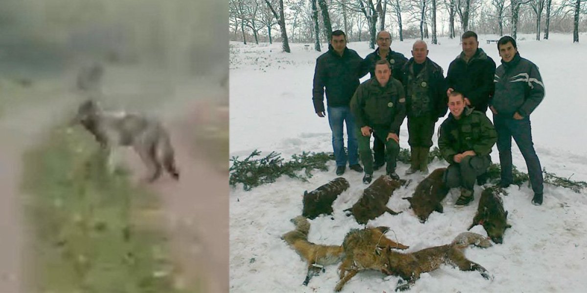 (VIDEO) "Tri vuka su bila na metar od mene!" U selu kod Kragujevca meštani strahuju od zveri!