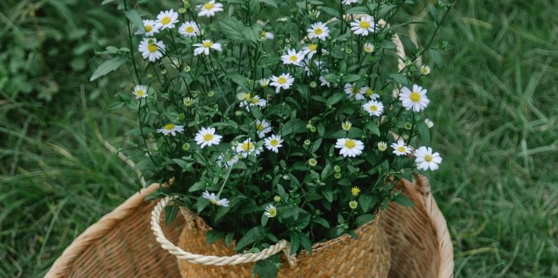 Zasadite kamilicu u saksiji - Imaćete mirisnu i zdravu biljku tokom cele godine