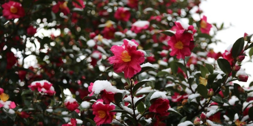 Kamelije će bogato cvetati: Evo koja sorta daje divne cvetove tokom cele zime