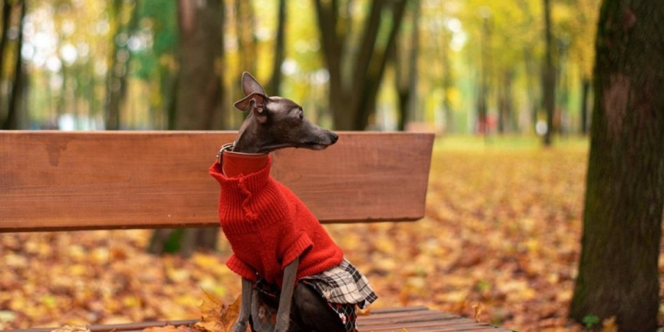 5 rasa pasa koje retko posećuju veterinara: Otporni i izdržljivi - skoro nikad ne obolevaju (VIDEO)