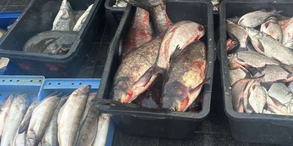 Ova riba je puna toksina i opasna za zdravlje: Masovno se prodaje u Srbiji, a telo ne može da je očisti