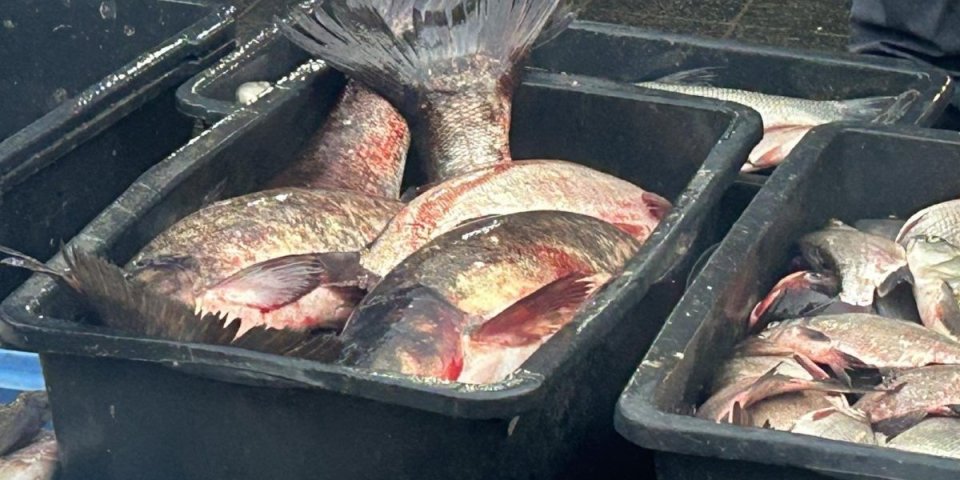 Čudo u Toplici: Ribe triput veće (VIDEO)