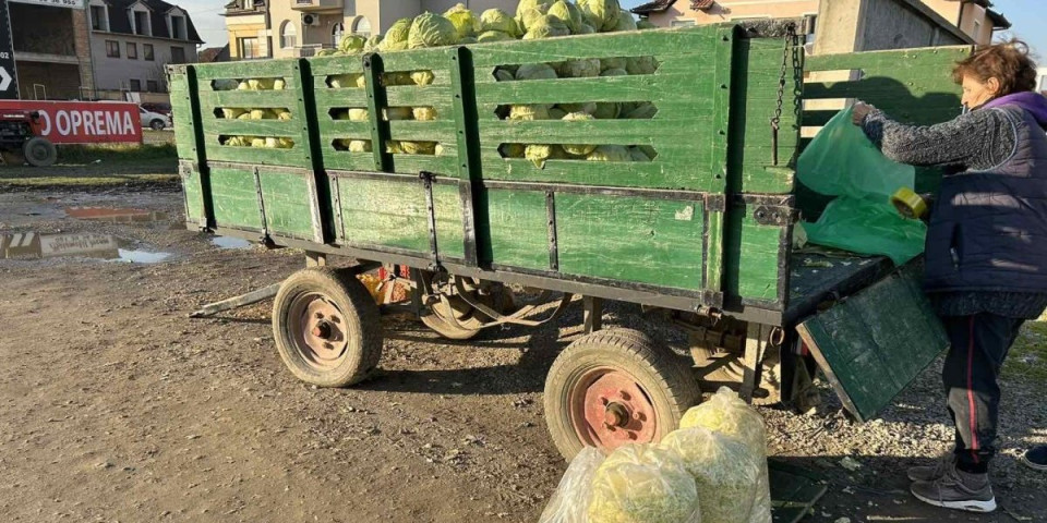 Koja li je tajna futoškog kupusa? Cena mu ne pada, a kraj sezone!