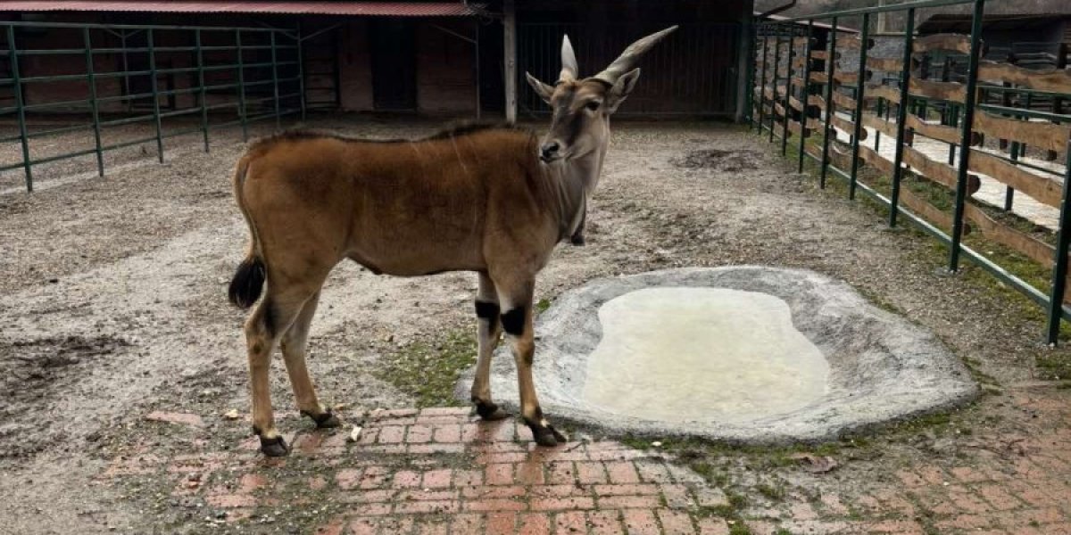 Nov par u zoološkom vrtu u Jagodini! Lea dočekala Boleta