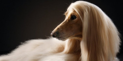 Pored ukrštenih rasa, postoje i one rase pasa koje je priroda sama napravila. Poznate kao "primitivne" ili "domorodačke", nazivaju se i "aboridžinske" u kinološkoj terminologiji.