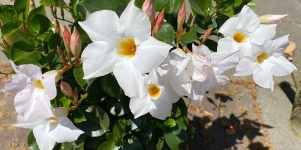 Jasmin, cvet kao iz bajke: Najlepša bela biljka koju možete imati kod kuće