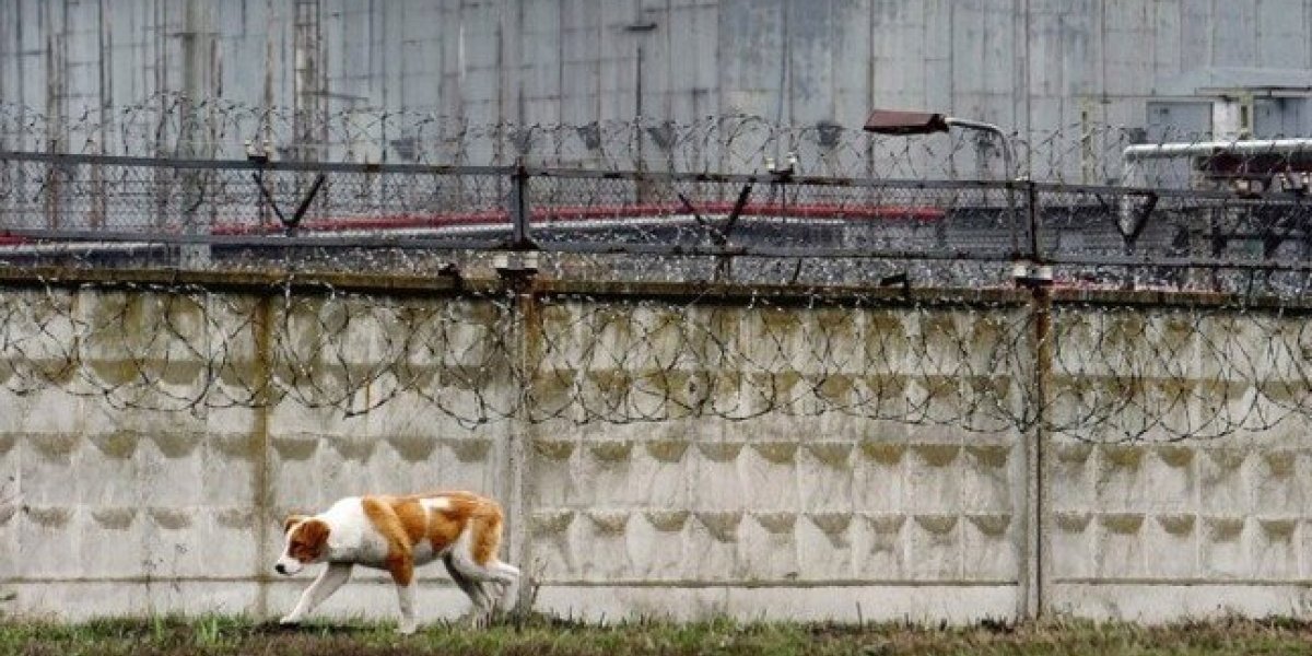 Neobično otkriće iz Černobilja! Psi razvili supermoć, istraživači u šoku!