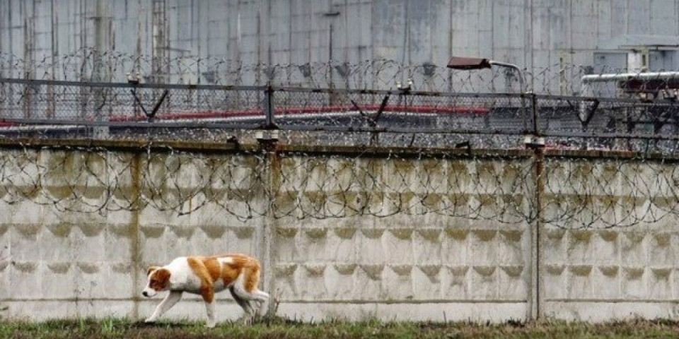 Neobično otkriće iz Černobilja! Psi razvili supermoć, istraživači u šoku!