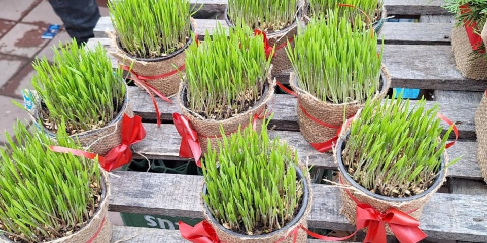 Danas je drugi dan Božića - Evo šta se radi sa božičnom pšenicom